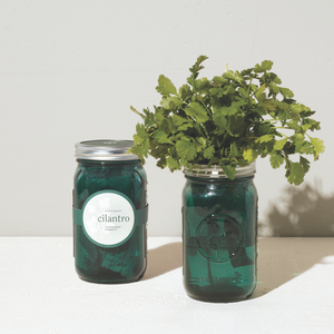 Modern Sprout Cilantro Garden Jar