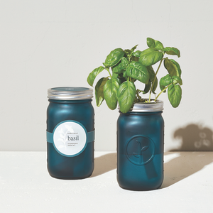 Modern Sprout Basil Garden Jar