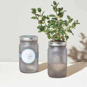 Modern Sprout Mint Garden Jar