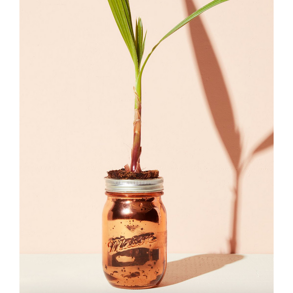 Modern Sprout Palm Pint Hydroponic Jar